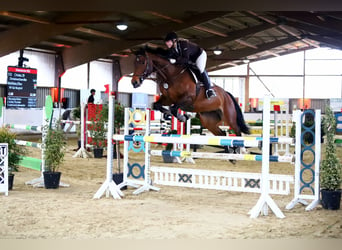 Westphalian, Mare, 12 years, 16 hh, Brown