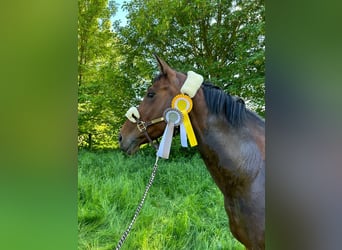 Westphalian, Mare, 12 years, 16 hh, Brown