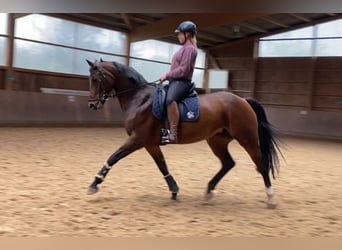 Westphalian, Mare, 12 years, 16 hh, Brown