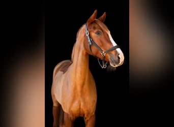 Westphalian, Mare, 12 years, 16 hh, Chestnut-Red