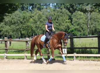 Westphalian, Mare, 12 years, 16 hh, Chestnut-Red