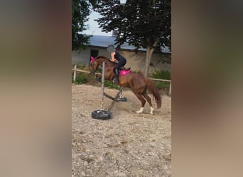 Westphalian, Mare, 12 years, 16 hh, Chestnut-Red