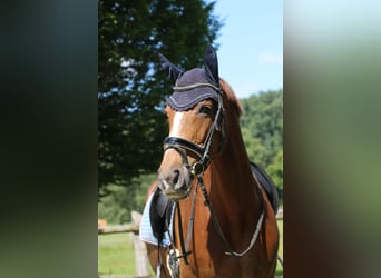 Westphalian, Mare, 12 years, 16 hh, Chestnut-Red