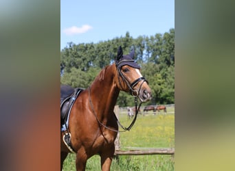 Westphalian, Mare, 12 years, 16 hh, Chestnut-Red