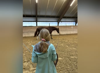 Westphalian, Mare, 12 years, 16 hh, Chestnut-Red