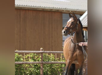 Westphalian, Mare, 12 years, 16,1 hh, Bay-Dark