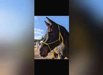 Westphalian, Mare, 12 years, 16,1 hh, Bay-Dark