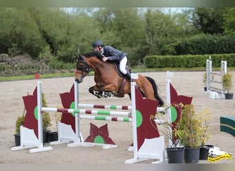 Westphalian, Mare, 12 years, 16,1 hh, Bay