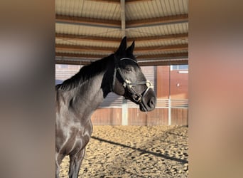 Westphalian, Mare, 12 years, 16,1 hh, Black
