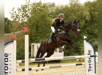 Westphalian, Mare, 12 years, 16,1 hh, Smoky-Black