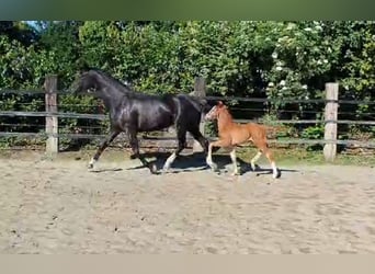 Westphalian, Mare, 12 years, 16,2 hh, Black