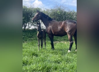 Westphalian, Mare, 12 years, 16,2 hh, Brown