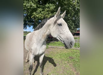 Westphalian, Mare, 12 years, 16,2 hh, Grey-Fleabitten