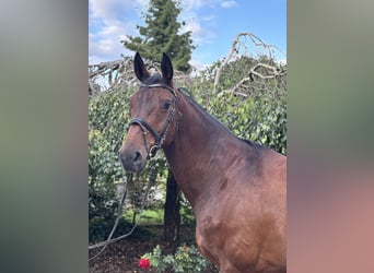 Westphalian, Mare, 12 years, 16,3 hh, Brown
