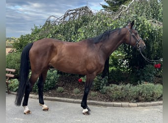 Westphalian, Mare, 12 years, 16,3 hh, Brown