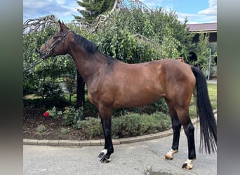 Westphalian, Mare, 12 years, 16,3 hh, Brown