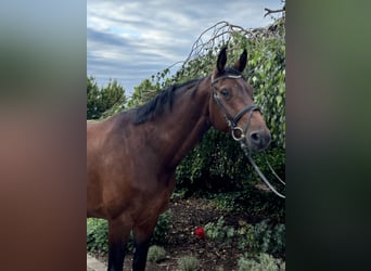 Westphalian, Mare, 12 years, 16,3 hh, Brown