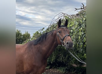 Westphalian, Mare, 12 years, 16,3 hh, Brown
