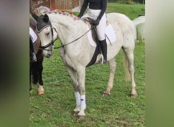 Westphalian, Mare, 12 years, 17,1 hh, Gray