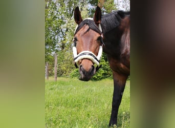 Westphalian, Mare, 12 years, 17 hh, Bay-Dark
