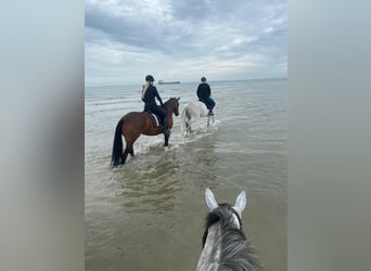 Westphalian, Mare, 12 years, 17 hh, Bay-Dark