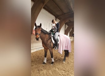 Westphalian, Mare, 12 years, 17 hh, Bay-Dark