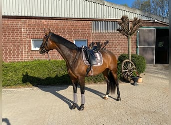Westphalian, Mare, 12 years, 17 hh, Bay-Dark
