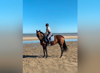 Westphalian, Mare, 12 years, 17 hh, Bay-Dark