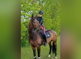 Westphalian, Mare, 12 years, 17 hh, Bay-Dark