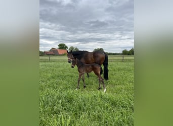 Westphalian, Mare, 12 years, 17 hh, Bay-Dark