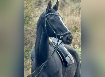 Westphalian, Mare, 12 years, 17 hh, Black