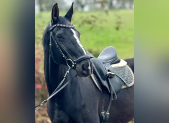 Westphalian, Mare, 12 years, 17 hh, Black