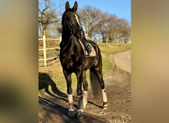 Westphalian, Mare, 12 years, 17 hh, Black