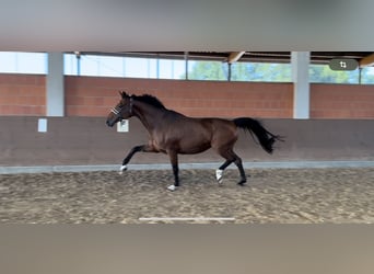 Westphalian, Mare, 12 years, 17 hh, Brown