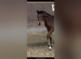 Westphalian, Mare, 12 years, 17 hh, Brown