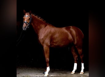 Westphalian, Mare, 12 years, 17 hh, Chestnut-Red