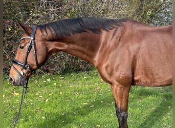 Westphalian, Mare, 13 years, 15,3 hh, Brown