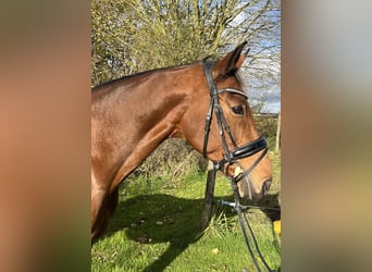 Westphalian, Mare, 13 years, 15,3 hh, Brown