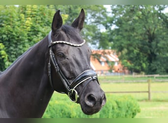 Westphalian, Mare, 13 years, 16.1 hh, Black