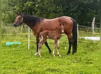 Westphalian, Mare, 13 years, 16.1 hh, Brown