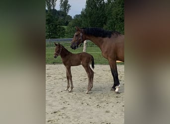Westphalian, Mare, 13 years, 16.1 hh, Brown