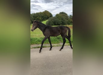 Westphalian, Mare, 13 years, 16.1 hh, Brown