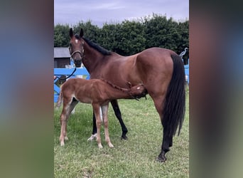 Westphalian, Mare, 13 years, 16.1 hh, Brown