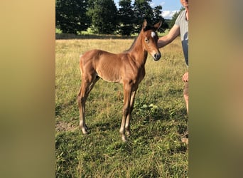 Westphalian, Mare, 13 years, 16.1 hh, Brown