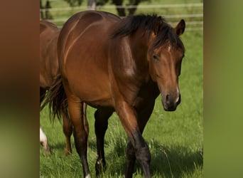 Westphalian, Mare, 13 years, 16,1 hh, Brown