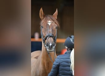 Westphalian, Mare, 13 years, 16.1 hh, Chestnut-Red