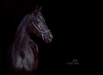 Westphalian, Mare, 13 years, 16.2 hh, Black