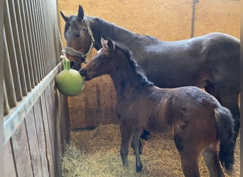 Westphalian, Mare, 13 years, 16,2 hh, Brown