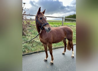 Westphalian, Mare, 13 years, 16,2 hh, Chestnut-Red