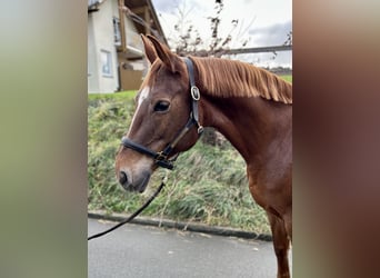 Westphalian, Mare, 13 years, 16,2 hh, Chestnut-Red